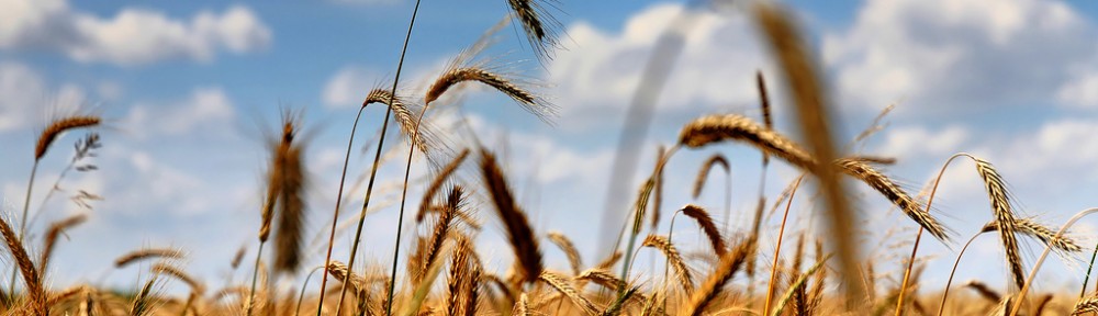 PHOTO OF FIELD OF WHEAT