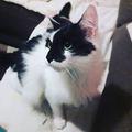 queen masha