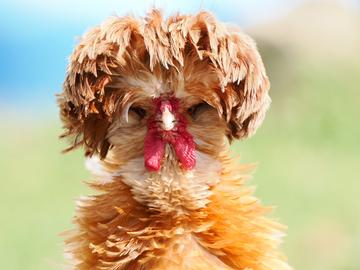 headshot of a modern chicken photo credit robert may
